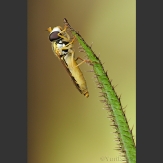 Cernidora