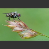 Mosca gotas
