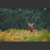 Venado